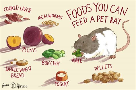 Feeding Pet Rats