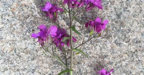 Purple Plant Identification Hometalk