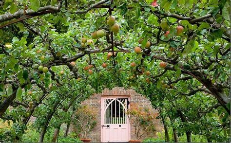 Apple Trees For Small Gardens Uk Garden Plant