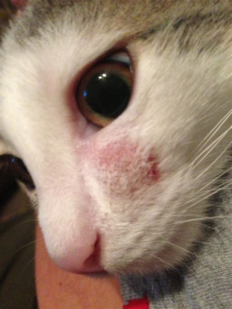 Red Mark on Cat's Face