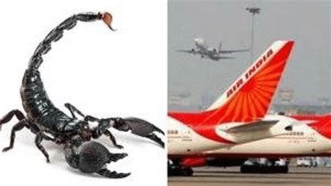 Passenger Stung By A Scorpion On Air India Flight Indtoday