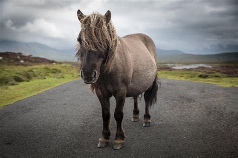 eriskay ponies images  shetland ponies   isle  south uist