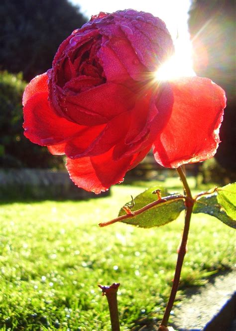 Red Rose In Sunlight Free Stock Photo Freeimages