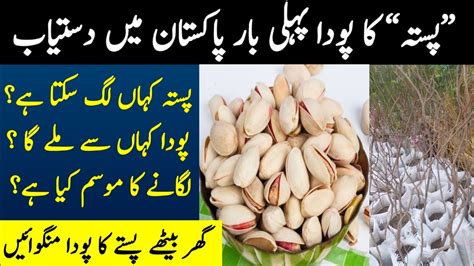 Pista Tree In Pakistan And Available Pistachio Plant Available In