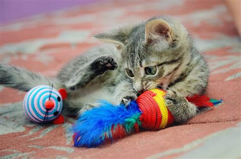 Safe Cat Toys For Kitten Ages 4 Weeks And Up