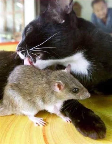 Cats became very popular household pets. 19 Cat And Mouse Friends Examples That Will Make You ...