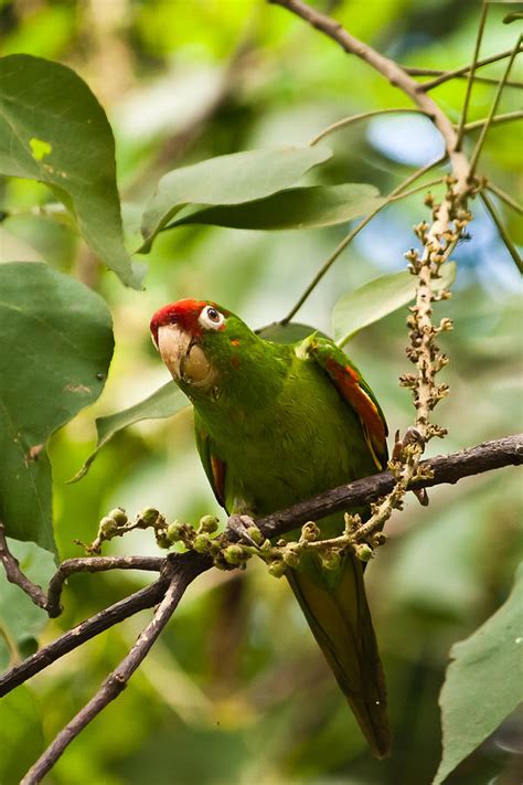 Crimson Fronted Parakeet Photograph By Craig Lapsley