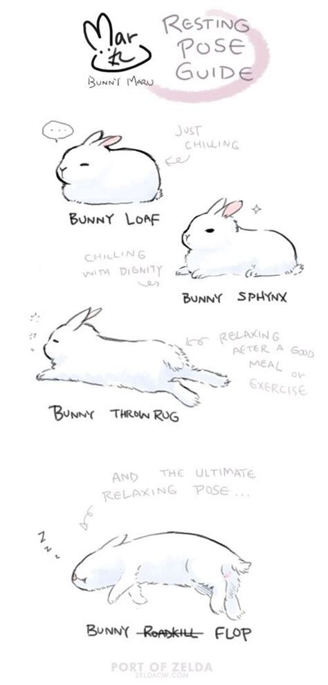 Bunny Drawing Reference 101hannelore