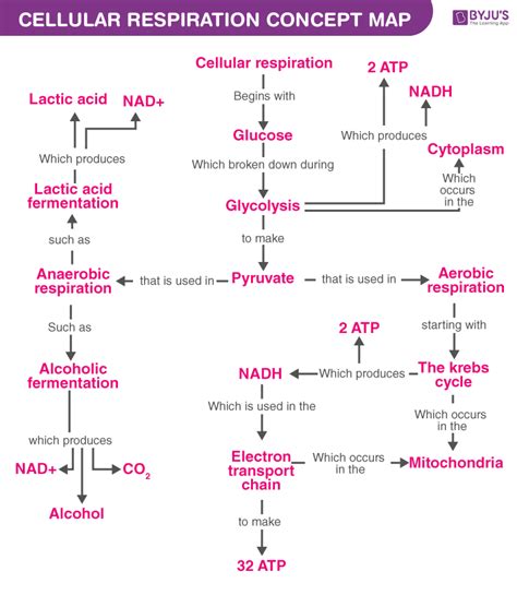 Concept Map Of Cellular Respiration Map Vector