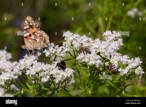 Whorled Mountain Mint Pycnanthemum Pilosum Bees Bumble Bee And A