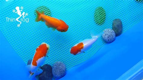How To Breed Goldfish Breeding Tank Ep1 Youtube