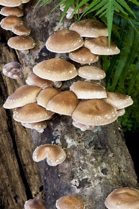 Shiitake Mushrooms 4 Shiitake Mushrooms Benefits Nutrition And Side Effects