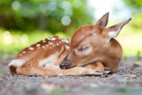 Adorable Deer Cries When You Stop Petting His Belly Sleeping Animals