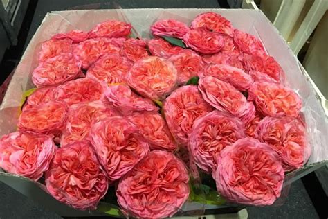 Les plus belles roses - Fleurcreatif.fr