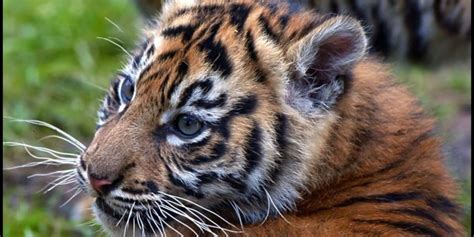 5 Tiger Cubs Rescued In Wildlife Trafficking Sting The Dodo