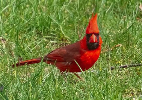 Real Life Angry Bird Cardinal Rbirding
