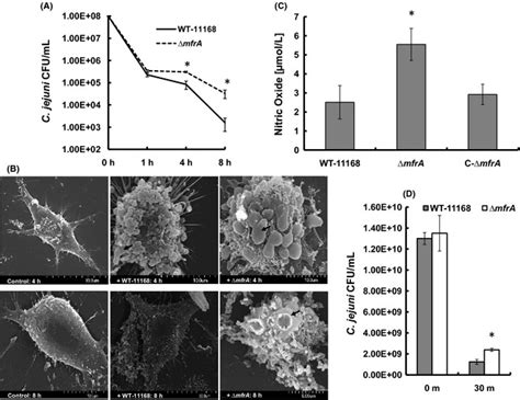 The Interaction Of Campylobacter Jejuni Strains With Murine Macrophages
