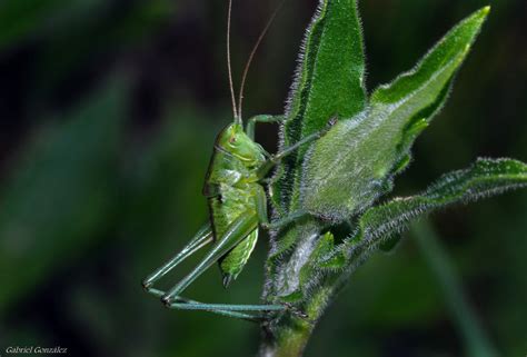 Free Images Nature Green Insect Fauna Invertebrate Close Up