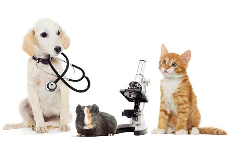 Some pet insurance companies offer both medical insurance for pets and pet wellness care. What You Need | World Wide Logistics Corporation
