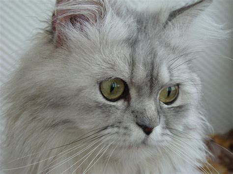 Free Picture Cute Portrait Eye Persian Cat Animal Feline Grey