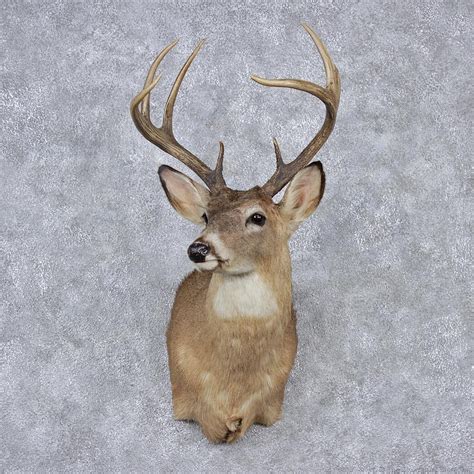 Whitetail Deer Shoulder Mount 12525 The Taxidermy Store