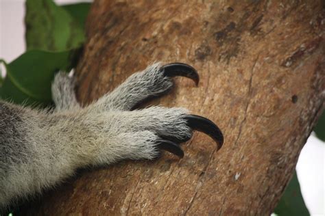 Koala Claws Flickr Photo Sharing