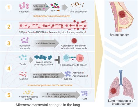 Frontiers Changes In Pulmonary Microenvironment Aids Lung Metastasis