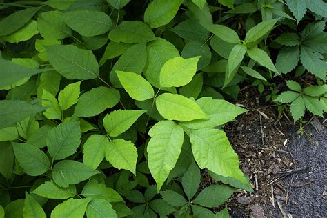 Rurification Poison Ivy Identification