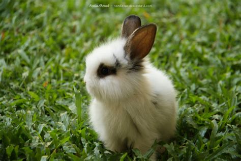 🔥 Download Bunny Rabbits Photo By Angelaa Bunny Rabbit Wallpapers