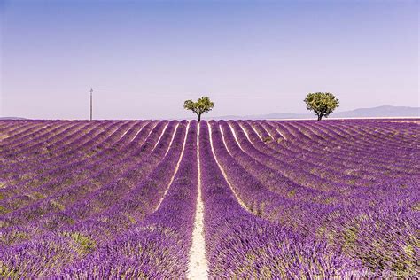 Lavendelfelder in der Provence Beste Reisezeit zur Lavendelblüte