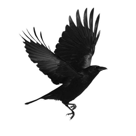 Black Bird Png Download 10001000 Free Transparent American Crow