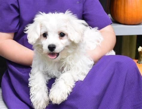 Family raised to be happy, healthy and well socialized. Maltipoo For Sale in Minnesota (3) | Petzlover