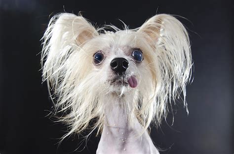 Professional Portraits Of Hairless Dogs Captures Their Hilarious