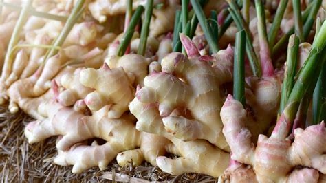 Varieties Of Culinary Ginger Explained