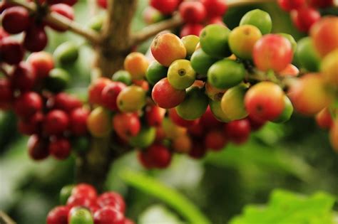 Arabica Coffee Bean Plant Pot Grow Brew Your Own Coffee Beans