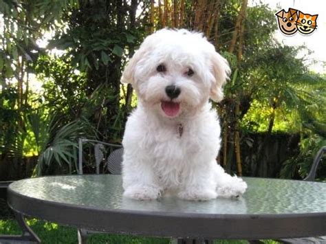 I hand raise havanese in my home with love and care then place them in the best homes possible. True white Havanese | Blandford Forum, Dorset | Pets4Homes