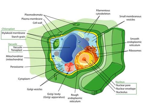 We did not find results for: The 25+ best Typical plant cell ideas on Pinterest | Plant ...