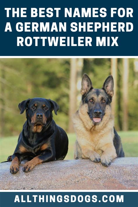 Maybe you would like to learn more about one of these? Mix Breed Of Rottweiler And Boerboel
