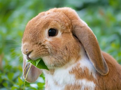 Rabbit Easter Bunny Free Photo On Pixabay Pixabay
