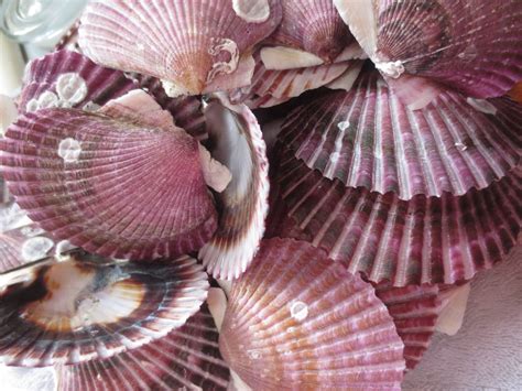 Scallop Seashells Lot Bulk 75