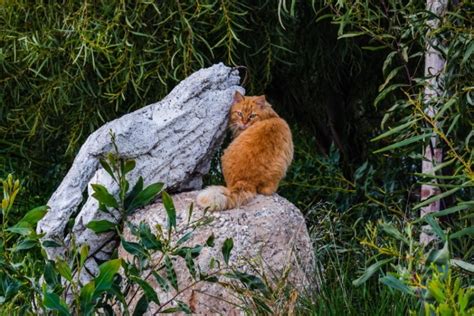 What Do Feral Cats Eat In The Wild Pet Keen