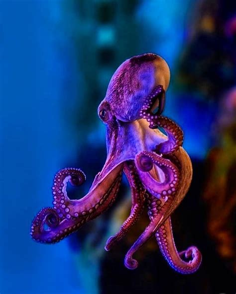 Those Colors Are Just Stunning 😍 Photo Via Perfectoceans Octopus