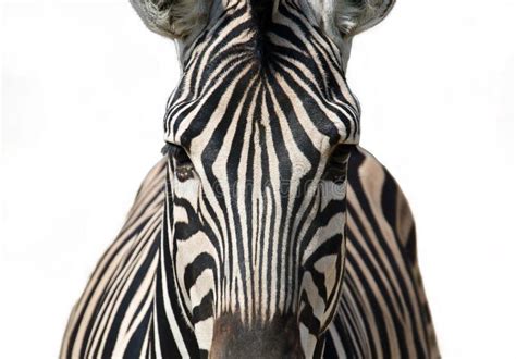 Zebra Portrait Stock Image Image Of Environment Wildlife 15875519