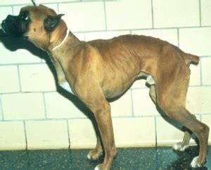 Owners may notice diarrhea, often marked with blood. Ulcerative colitis - Dog