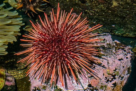 90 Red Sea Urchin Photos Stock Photos Pictures And Royalty Free Images