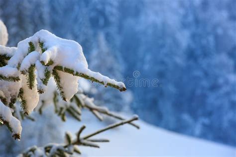 Close Up Of A Snow Covered Spruce Branch Stock Image Image Of Covered