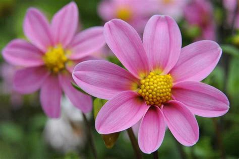The plants are allowed to flower and develop seeds over the course of a full season. Grow Dahlias from Seed (Project) - gardenersworld.com