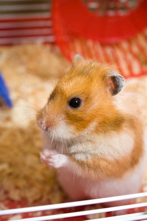 All About Syrian Teddy Bear Hamster（画像あり） ハムスター