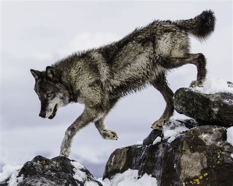 Nightstar Wolf Poses Wolf Dog Wolf Photography