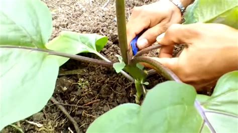 How To Prune Eggplant Plants Pruning Eggplant Plants Pruning Eggplant And Pollination Youtube